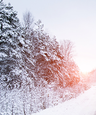 winter roadway with snow covered trees