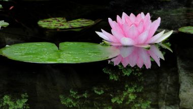 Lily Pads with a pink flower